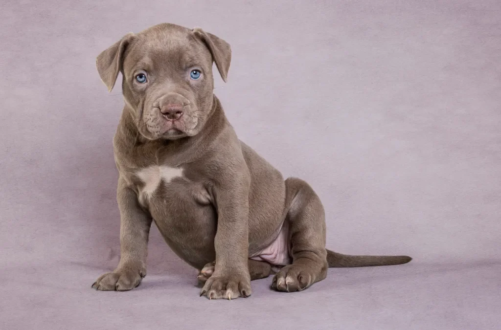 The Unique Traits of Pitbulls: Loyal, Loving, and Full of Life