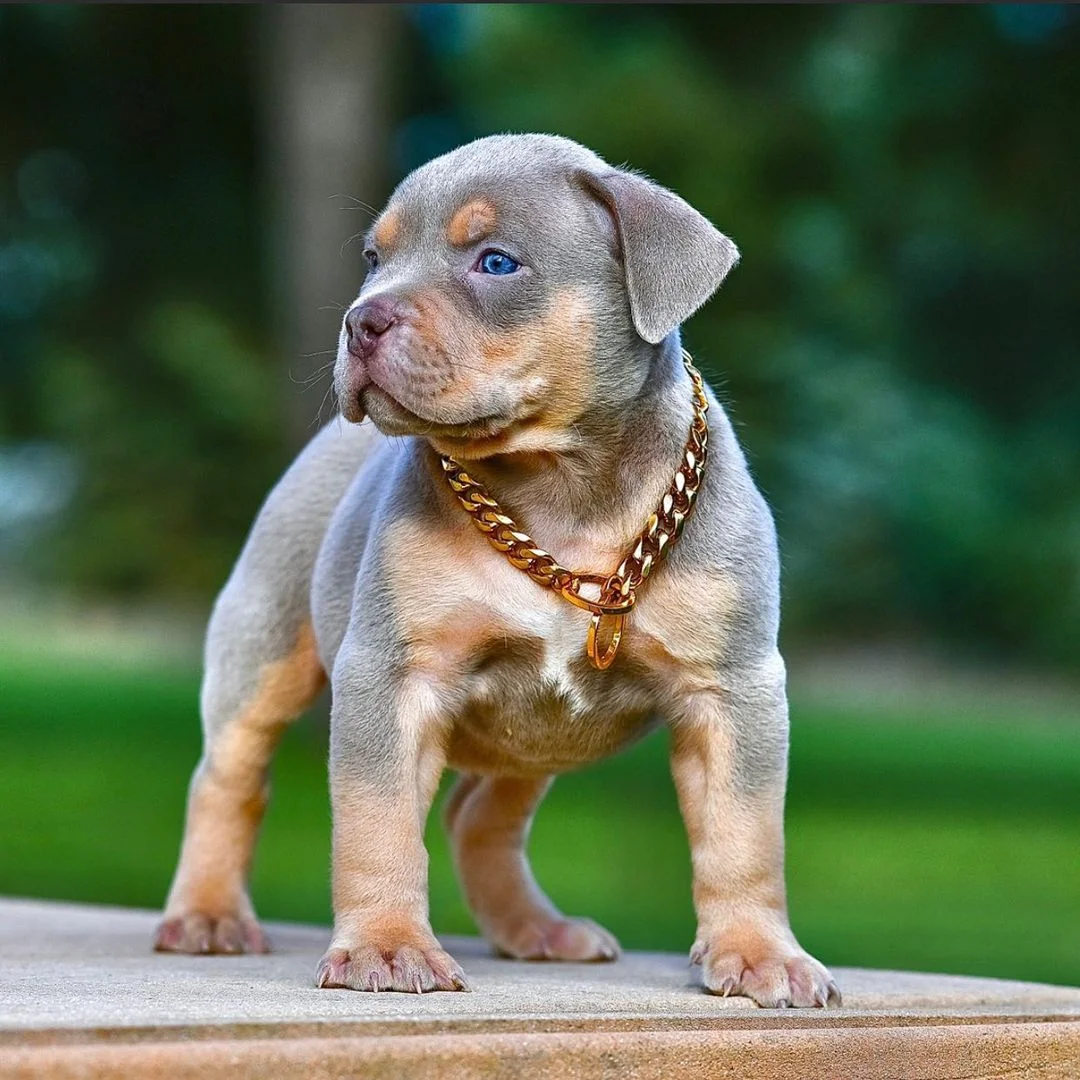 Dachshund Puppies Near Me
